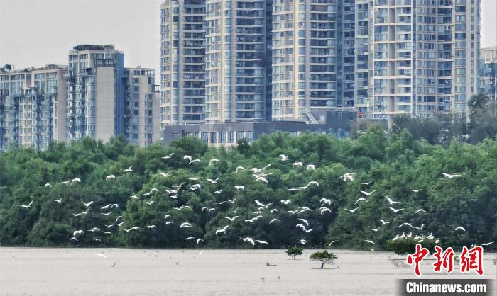 黑脸琵鹭飞抵深圳湾 林荫 摄