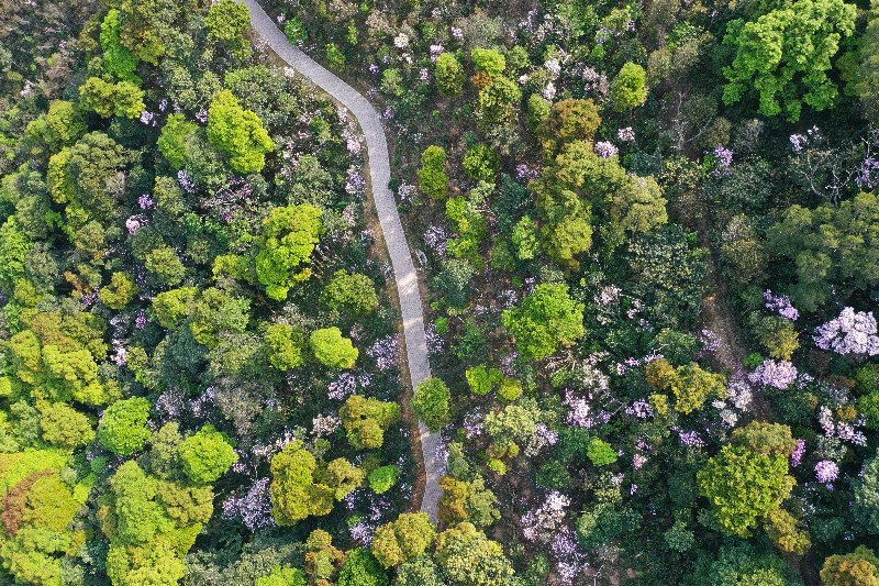 梧桐山400米林道.jpg