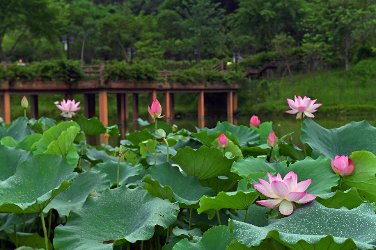 广东南山森林公园湿地和栈道景观.JPG