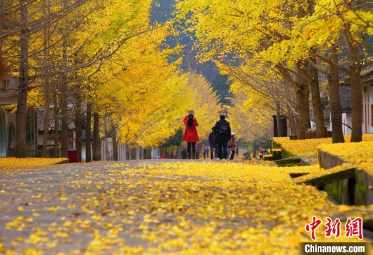 韶关南雄帽子峰旅游景区的银杏林(资料图) 广东省林业局 供图