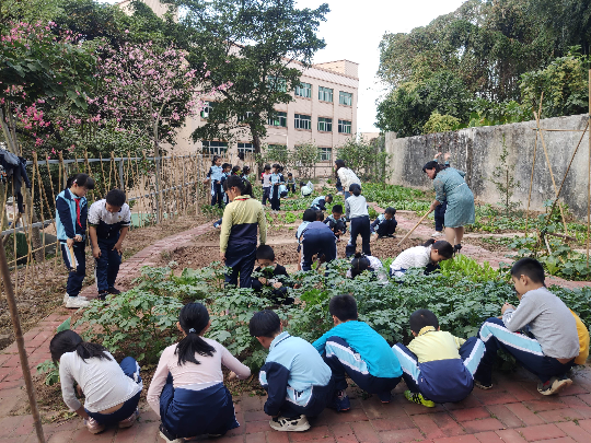 中山市沙溪镇种植活动.jpg