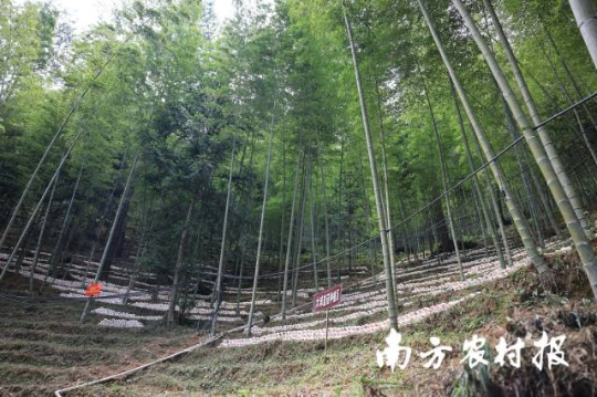 梅州蕉岭县竹林下种植菌菇