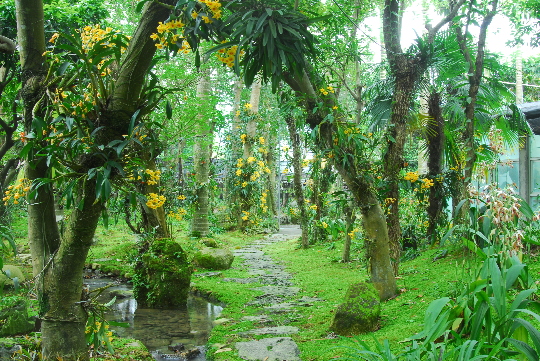 国家级兰科植物种质资源库区2.JPG