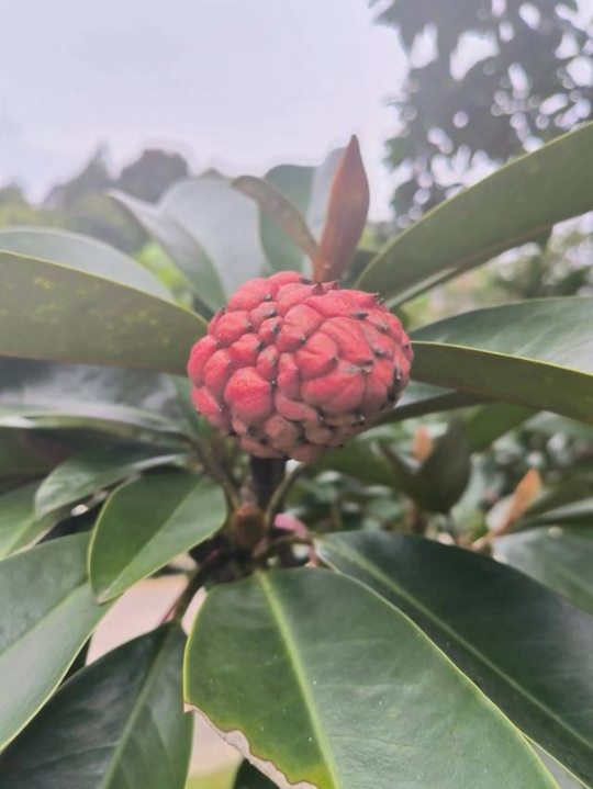 长梗木莲。
