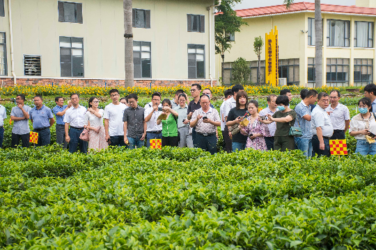 茶园种植技术讲解.jpg