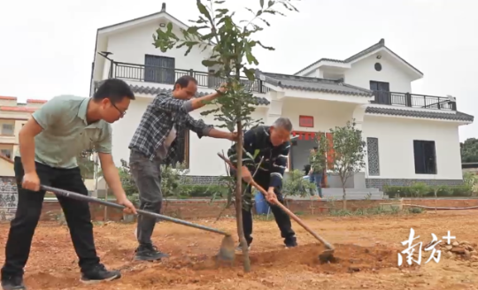 彭村村民在住宅旁规划种树点种树。杨建雄 摄