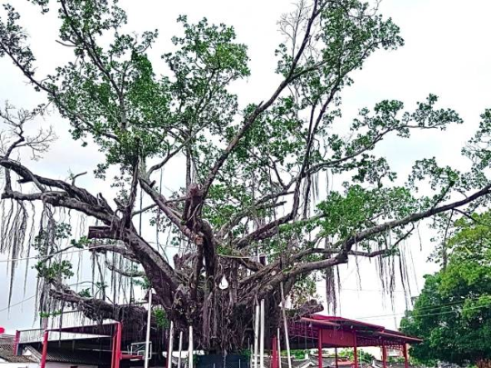 经过精心呵护，金石镇翁厝村树龄120多年的古榕树成功长出新芽。受访者供图