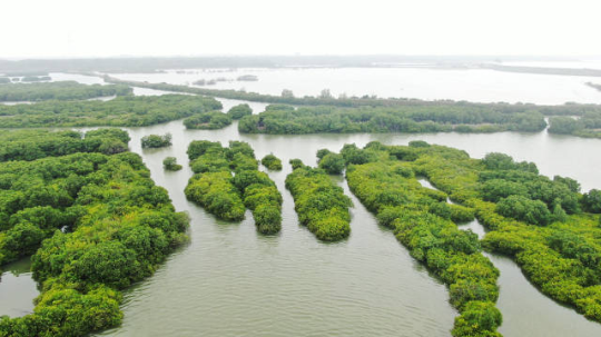 湛江红树林