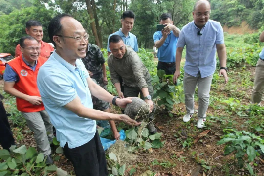 放生野生中华穿山甲（通讯员供图）