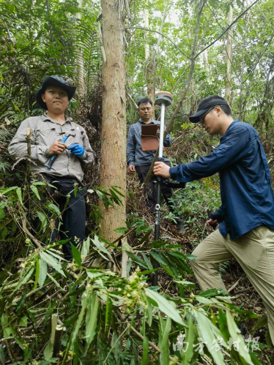 专业调查队员在进行森林样地调查工作