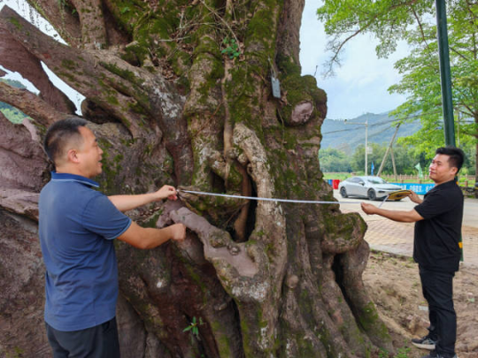 中心村村委干部与村民为古榕树测量主树干粗细，测得其周长约10米。