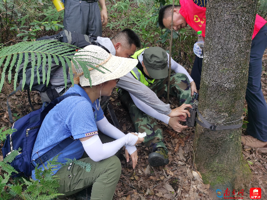 科研人员在开展中华穿山甲洞穴样线专项调查（通讯员供图）