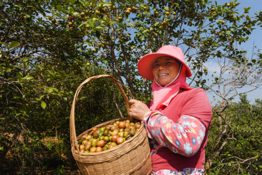 河源市赤光镇绿油农业油茶种植基地。村民抬着满框的油茶果乐开花。