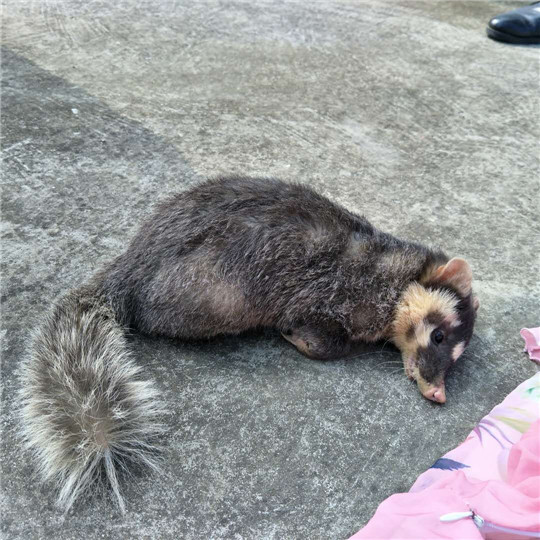 平遠森林公安和林業幹部救治的野生動物,疑似國家三有保護動物鼬獾