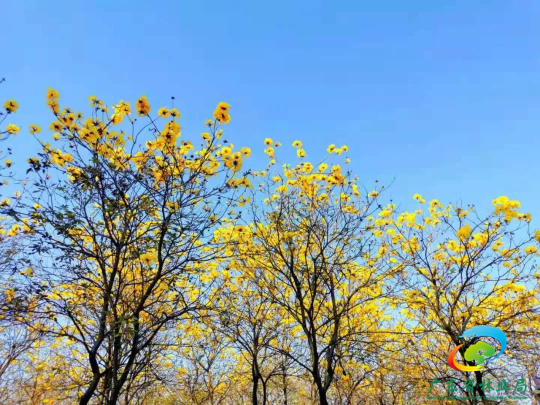 佛山黄花风铃木迎来最佳赏花期