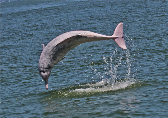 珠江口中华白海豚累计识别2381头 约占全国一半
