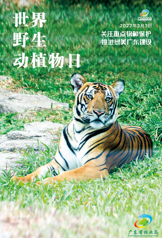 华南虎的宣传海报图片