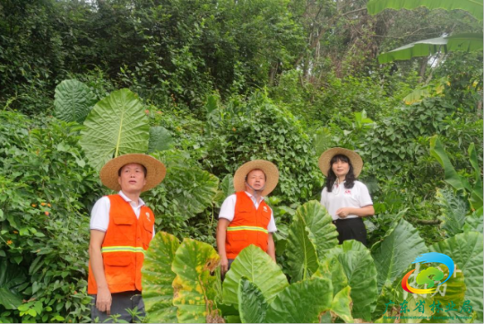 汪活(右一)通过深入调研,摸排山林管护现状,带动曹江镇林长制各项工作全面铺开。 图片