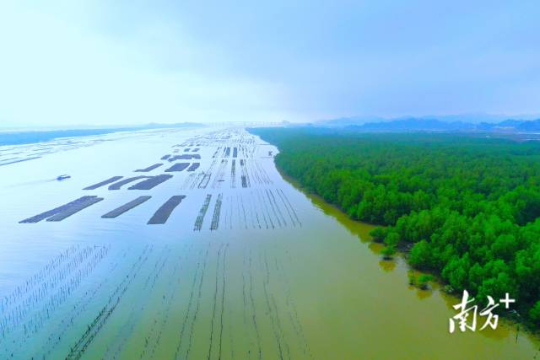 红树林既可防风消浪，又能净化海水，还为鱼虾鸟类提供栖息之所，素有“海上森林”“海洋卫士”之称。  南方⁺ 杨兴乐 拍摄