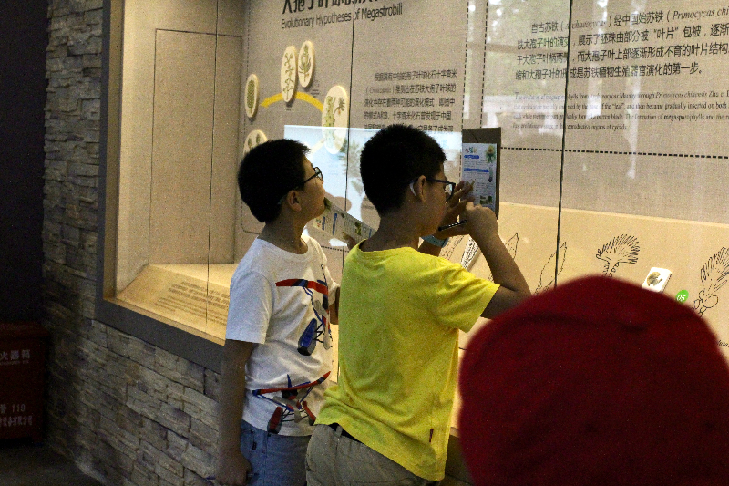 苏铁化石展馆科普活动2.png