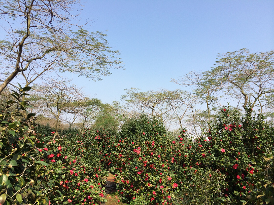 佛山植物园茶花世界.jpg
