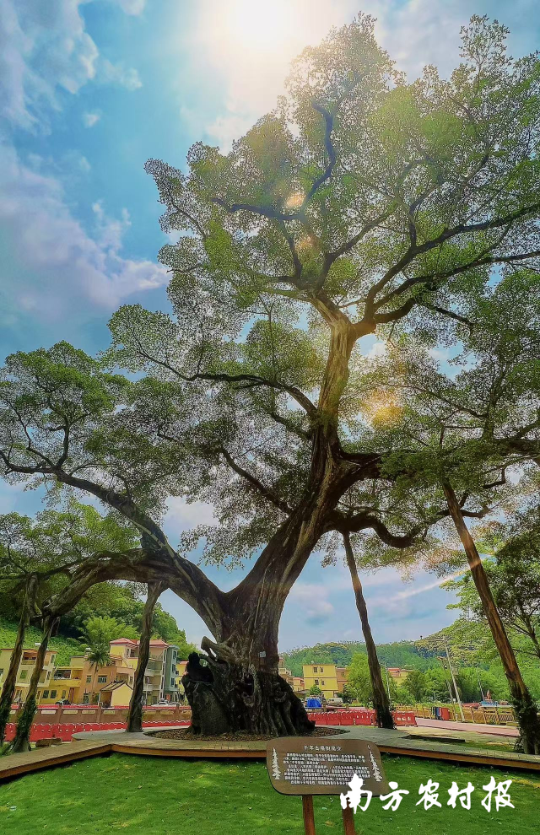 麻榨镇千年古榕树