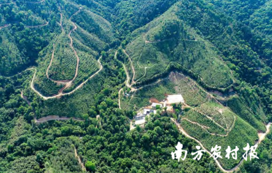 惠州市惠东县中药材产业发展基地。