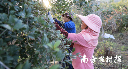 韶关油茶迎丰收