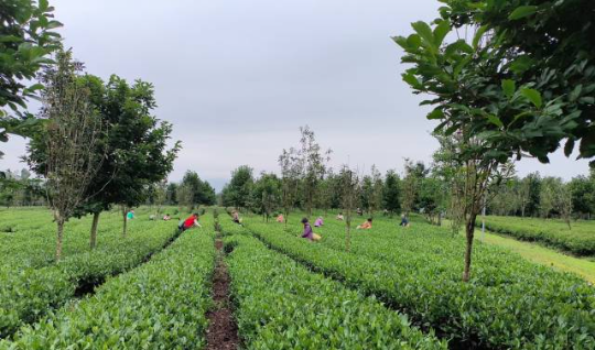 翁源县茶叶种植基地