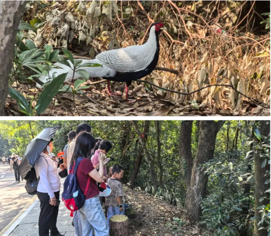 市民游客在肇庆鼎湖山景区偶遇白鹇，纷纷驻足观赏。以上2图 谢有锦 摄