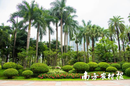 广州珠江公园棕榈与荫生专类植物展示园