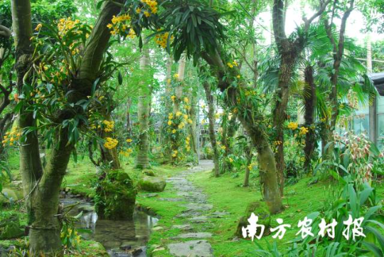 深圳市兰科中心植物园