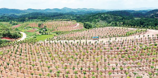 封开县南丰镇开明村“一村育千树”示范基地。          西江日报记者 刘春林 摄

