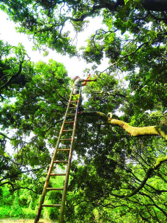 古荔枝树高大粗壮、枝繁叶茂。杨建业 摄