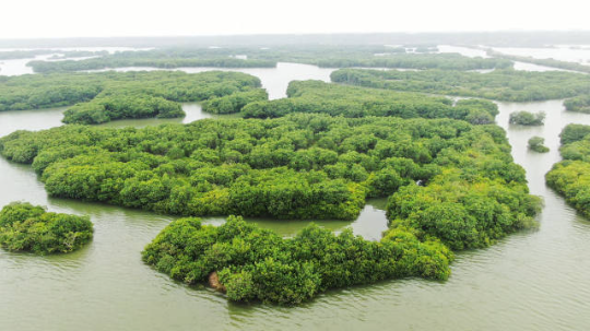 湛江红树林国家级自然保护区东部的麻章区湖光镇金牛岛红树林片区