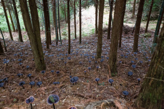 林下仿野生种植灵芝