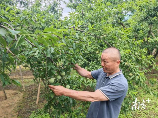 果农查看三华李果树情况。 