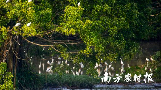 江门小鸟天堂。阮国志摄