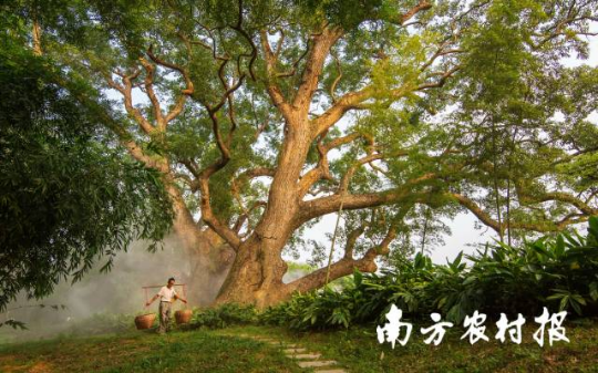 韶关市仁化县董塘镇大井村。赖继平 摄