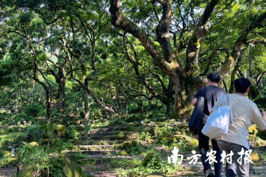 广州增城邓山村古榄园。