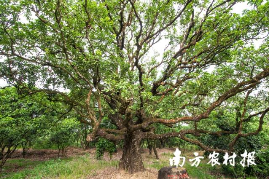 茂名高州贡园（古树公园）荔枝树。